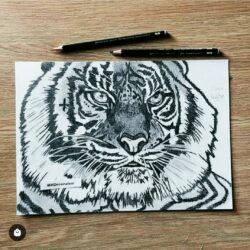 Dessin Tigre